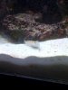 Diamond Goby7.jpg