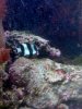 4 striped4.jpg