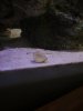 shell1_small.jpg