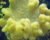 fijiLeatherCoral3.jpg