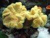 yellowleatherFiji.sized.jpg