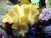 yellow%20fiji.jpg