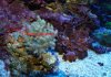 Stomatella%20Picture.jpg
