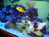 TANK FOR SALE 004.JPG