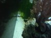 Mandarin in his cave.jpg