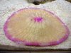 fungia 001.JPG