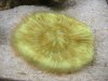 fungia 002.JPG