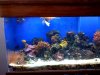 aquarium 2.JPG