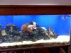 aquarium 3.JPG