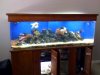aquarium 4.JPG