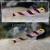cebu hi fin red banded goby pair.jpg
