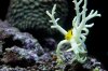 goby 1.jpg