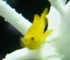 goby 1 zoom.jpg
