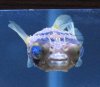 bloat2.jpg
