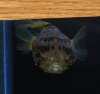 bloat4.jpg