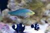 wrasse.jpg