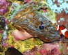 Anemone and Clowns.jpg