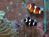 Clown Fish.JPG