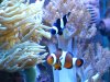 Clown Fish 2.JPG