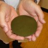 AlgaePlastic_300_0410-md.jpg