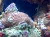 Brain Coral.jpg