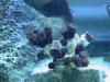 Sun Coral.jpg