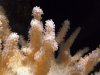 Cauliflower Colt Coral.jpg