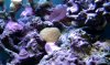 coral.jpg
