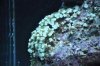 White Zoas.jpg