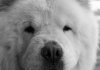 frosty bw_edited-1.jpg