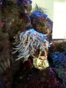 coral.jpg