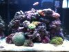 front of tank.jpg