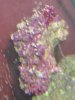 polyps.jpg