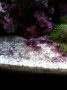 ALGAE ON SAND.jpg