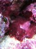 FURRY ALGAE.jpg