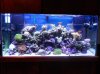 my 90 gallon s.jpg