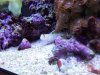 orange stripe goby s.jpg