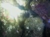 anemone3.jpg