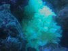 anemone.jpg