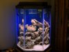 New Tank 002.jpg