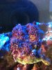 closed down coral.jpg