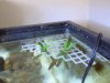 mangrove planter.jpeg