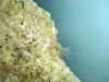 shrimp 002.jpg