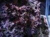 algae1c.JPG