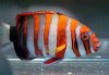harlequintuskwrasse_232.jpg