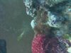 coral1.jpg