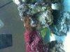 mushroomcoral.jpg