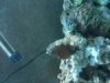 mushroomcoral1.jpg