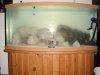 Fish Tank 7-4-10 001.jpg