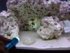 new clown fish 013.jpg